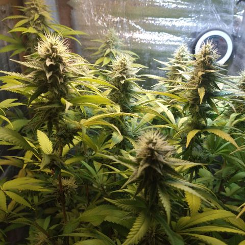 Blue widow growlog timeline photo