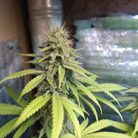 Blue widow growlog timeline photo