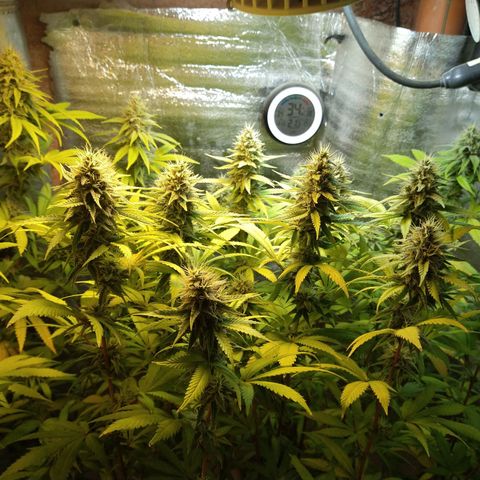 Blue widow growlog timeline photo