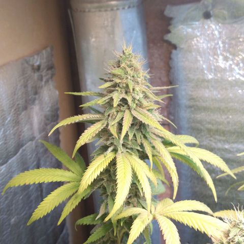 Blue widow growlog timeline photo
