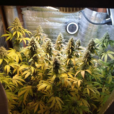 Blue widow growlog timeline photo