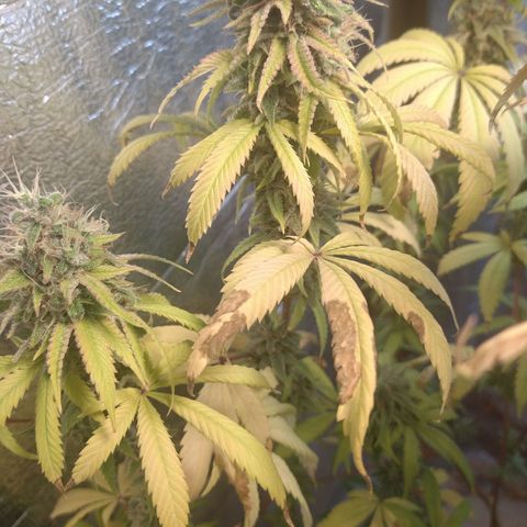 Blue widow growlog timeline photo