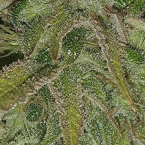 Blue widow growlog timeline photo