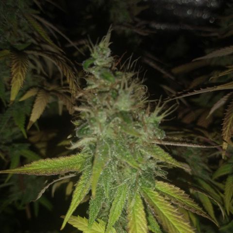 Blue widow growlog timeline photo