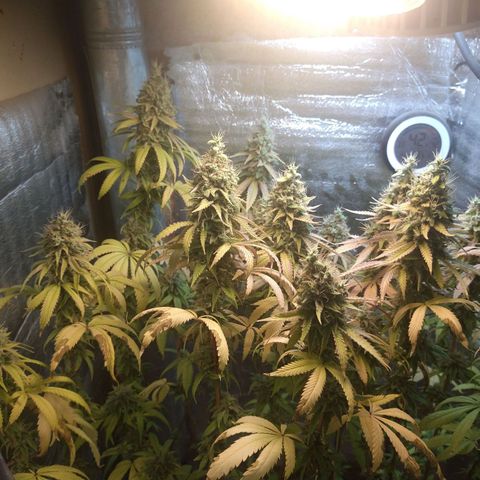 Blue widow growlog timeline photo