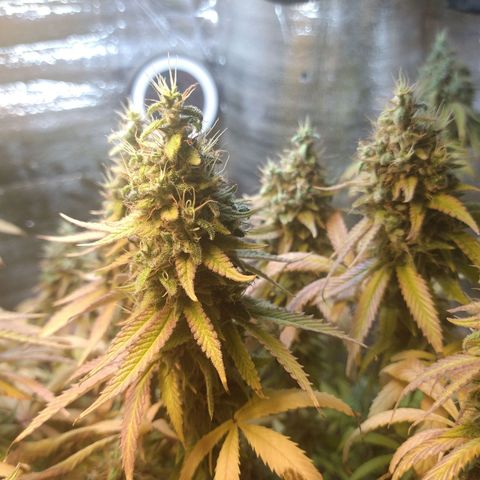 Blue widow growlog timeline photo