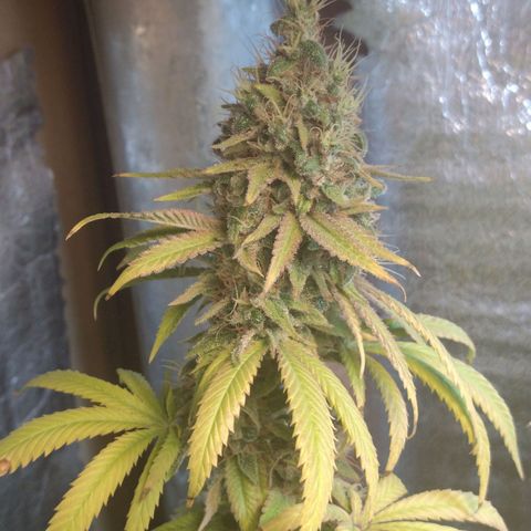 Blue widow growlog timeline photo