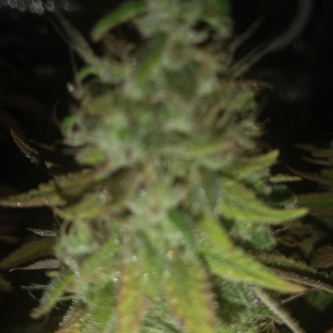 Blue widow growlog timeline photo