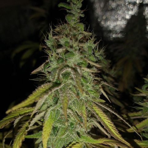 Blue widow growlog timeline photo