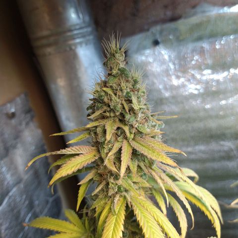 Blue widow growlog timeline photo