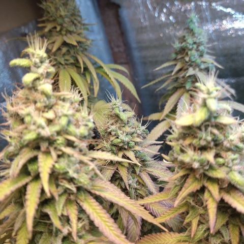 Blue widow growlog timeline photo