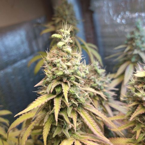 Blue widow growlog timeline photo