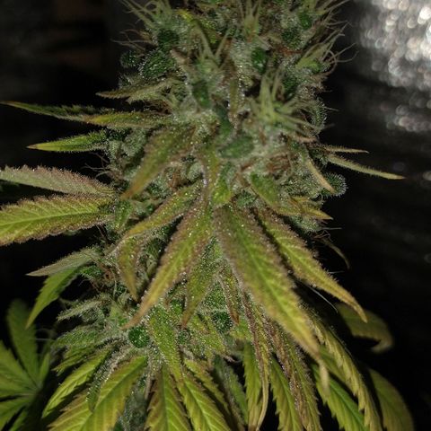 Blue widow growlog timeline photo