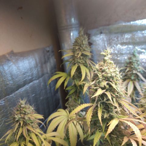 Blue widow growlog timeline photo