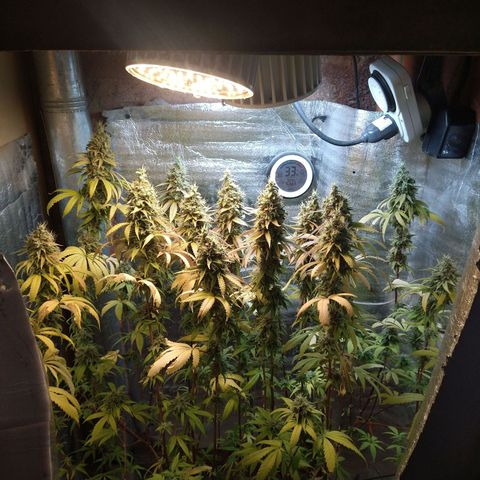 Blue widow growlog timeline photo