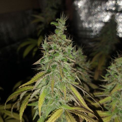 Blue widow growlog timeline photo