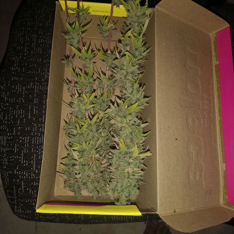 Blue widow growlog timeline photo