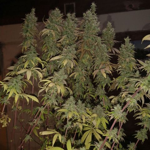 Blue widow growlog timeline photo