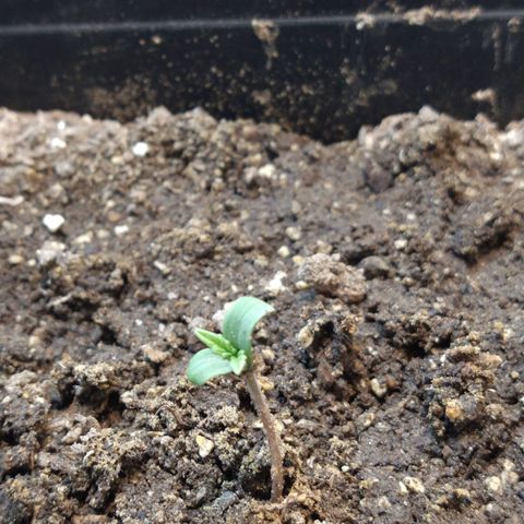 Jack La Mota growlog timeline photo
