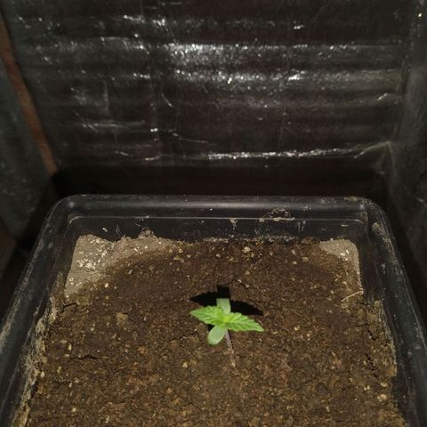 Jack La Mota growlog timeline photo