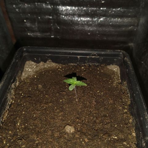 Jack La Mota growlog timeline photo