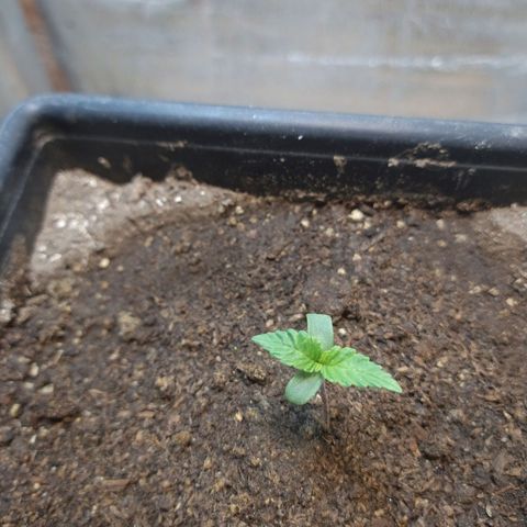 Jack La Mota growlog timeline photo