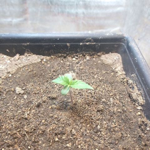Jack La Mota growlog timeline photo