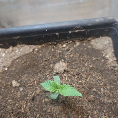 Jack La Mota growlog timeline photo