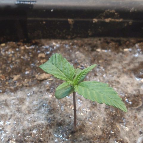 Jack La Mota growlog timeline photo