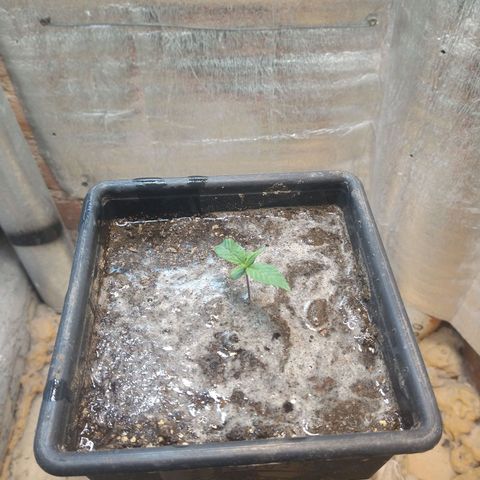 Jack La Mota growlog timeline photo