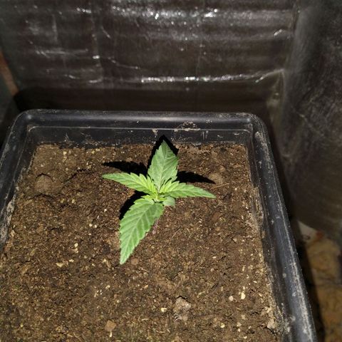 Jack La Mota growlog timeline photo