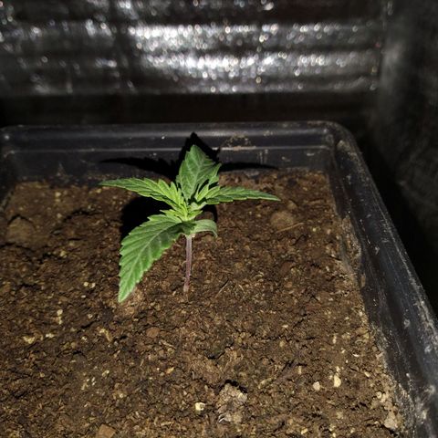 Jack La Mota growlog timeline photo
