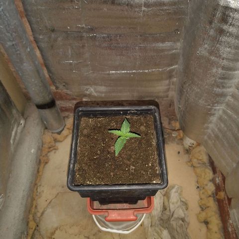 Jack La Mota growlog timeline photo