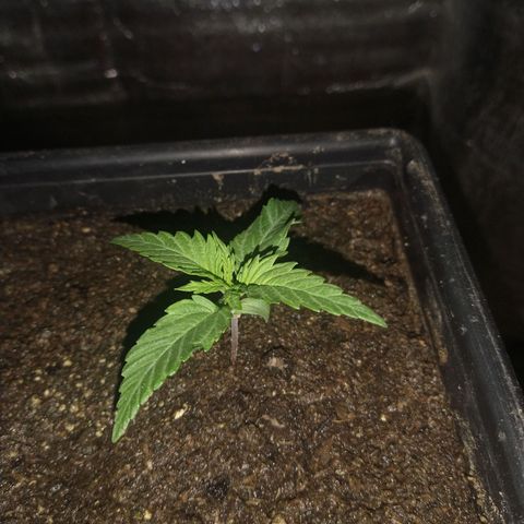 Jack La Mota growlog timeline photo