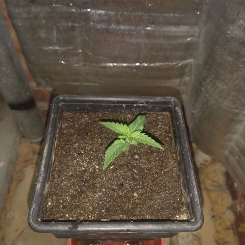 Jack La Mota growlog timeline photo