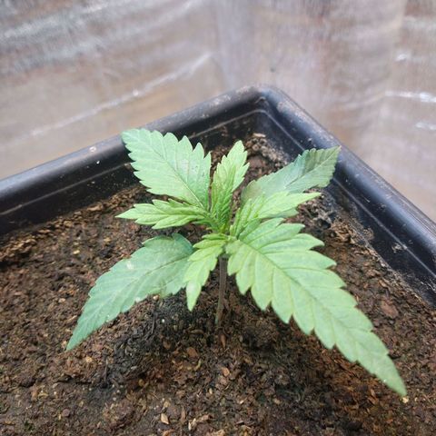 Jack La Mota growlog timeline photo