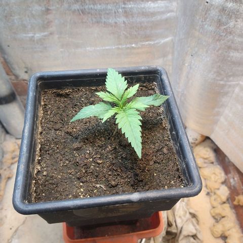 Jack La Mota growlog timeline photo