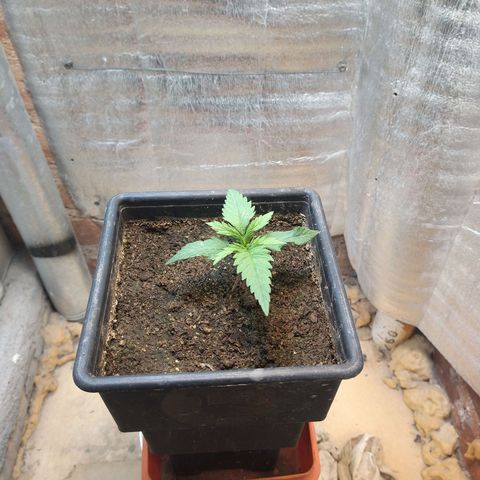 Jack La Mota growlog timeline photo