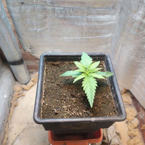 Jack La Mota growlog timeline photo