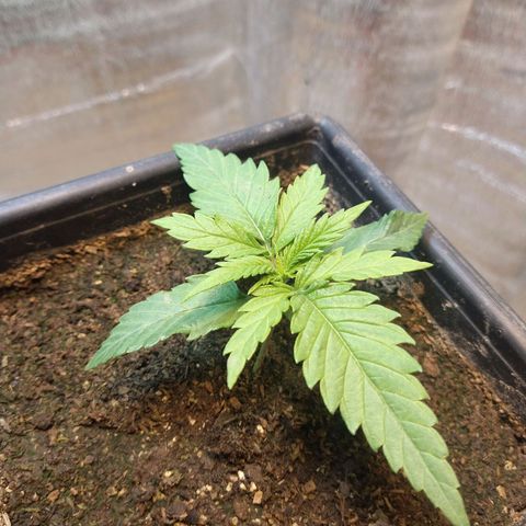 Jack La Mota growlog timeline photo