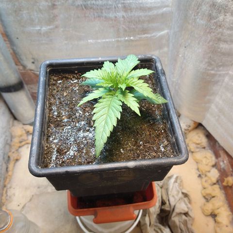 Jack La Mota growlog timeline photo