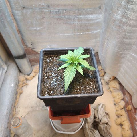 Jack La Mota growlog timeline photo