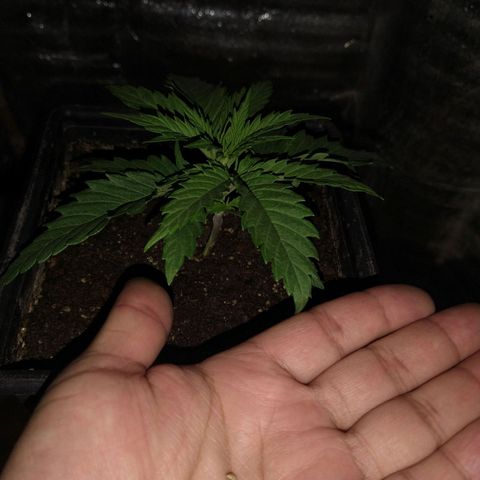 Jack La Mota growlog timeline photo