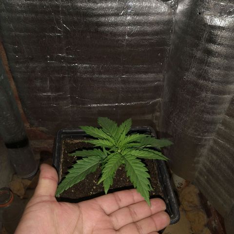 Jack La Mota growlog timeline photo