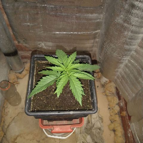 Jack La Mota growlog timeline photo