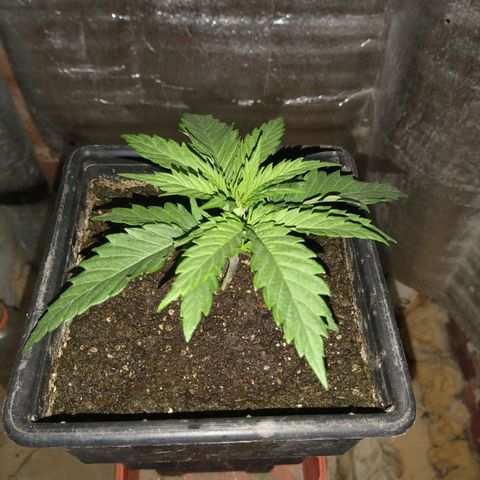 Jack La Mota growlog timeline photo