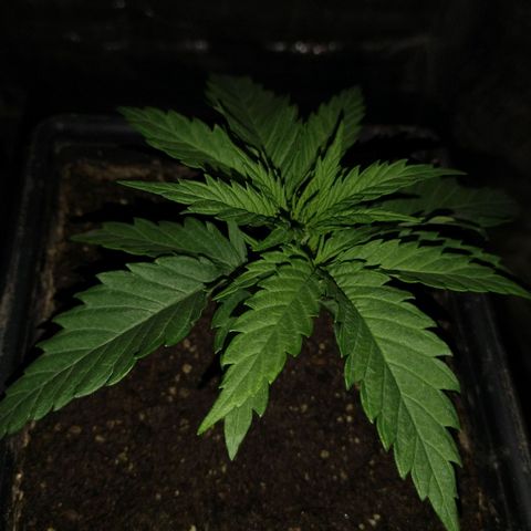 Jack La Mota growlog timeline photo