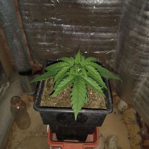 Jack La Mota growlog timeline photo