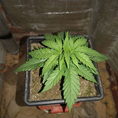 Jack La Mota growlog timeline photo
