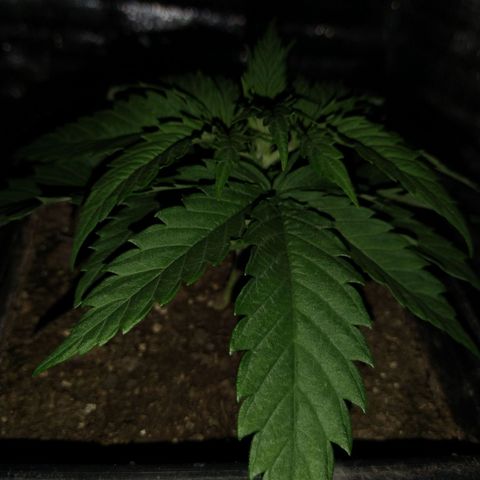 Jack La Mota growlog timeline photo